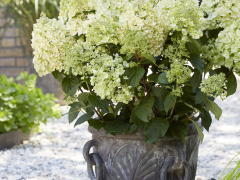 Highlighted image: Kwekersrecht voor Hydrangea Bee Happy®